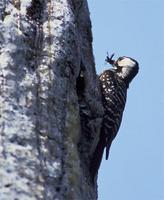 Red-cockaded woodpecker