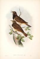 Richter after Gould Black-throated Thrush (Turdus atrogularis)