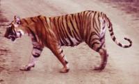 Bengal Tiger - Panthera Tigris Tigris