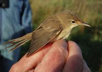 Reed Warbler (Acrocephalus scirpaceus)