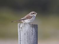 Red-backed Shrike (Lanius collurio)