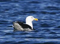 Great Black-backed Gull (Larus marinus)