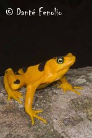 : Atelopus zeteki