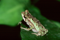 : Bufo coniferus; Green Climbing Toad