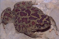 : Bufo mauritanicus