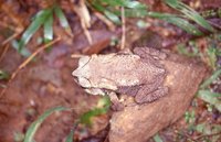 : Bufo noellerti; Noellert`s Toad