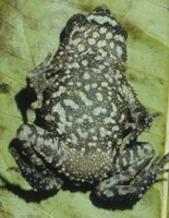 : Bufo taiensis