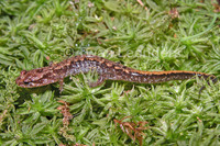 : Desmognathus orestes; Blue Ridge Dusky Salamander