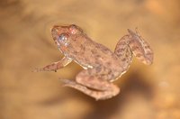 : Euphlyctis cyanophlyctis; Skipper Frog