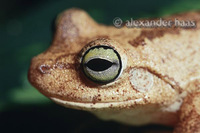 : Hypsiboas crepitans