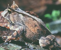 : Proceratophrys boiei