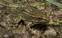 : Rana yavapaiensis; Lowland Leopard Frog