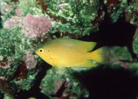 : Pomacentrus moluccensis; Lemon Damsel