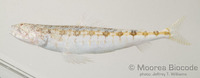 : Synodus sp.
