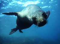: Arctocephalus forsteri; New Zealand Fur Seal
