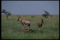 : Damaliscus korrigum; Topi