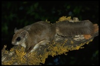 : Glaucomys sabrinus; Northern Flying Squirrel