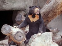 : Helarctos malayanus malayanus; Malayan Sun Bear