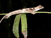 : Anolis nitens