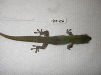 : Phelsuma laticauda