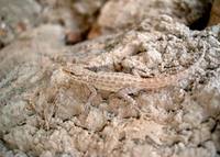 : Pristurus rupestris iranicus; Blanford's Semaphore Gecko