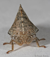 : Telamona vestita