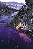 : Pycnopdia helianthoides