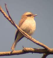 Common Woodshrike (Tephrodornis pondicerianus) 2005. január 8. Ramnagar