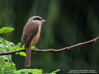 Brown Shrike Scientific name - Lanius cristatus