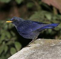 Blue Whistling-Thrush, Doi Inthanon