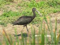 Glossy Ibis 2