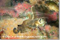 ...Image 07898, Sailfin sculpin., Nautichthys oculofasciatus, Phillip Colla, all rights reserved wo