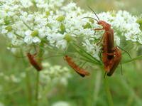 Rhagonycha fulva