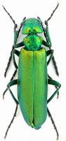 Lytta vesicatoria vesicatoria