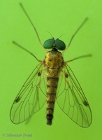 Chrysopilus asiliformis