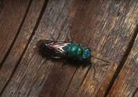 Chrysis ignita