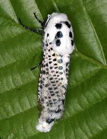 Zeuzera pyrina - Leopard Moth