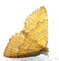 Camptogramma bilineata - Yellow Shell