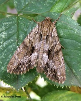 Apamea monoglypha - Dark Arches