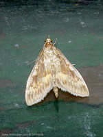 Ostrinia nubilalis - European Corn-borer
