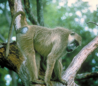 Yellow baboon (Papio cynocephalus)