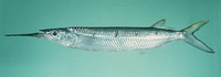 Hemiramphus far, Blackbarred halfbeak: fisheries, gamefish, bait