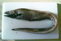 Diastobranchus capensis, Basketwork eel: