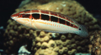 Coris caudimacula, Spottail coris: aquarium