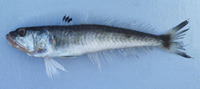 Champsodon longipinnis, :