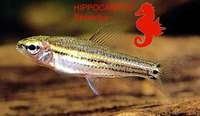 Neolebias trilineatus, Threeline tetra: aquarium