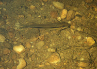 Pimelodella gracilis, Graceful pimelodella: aquarium