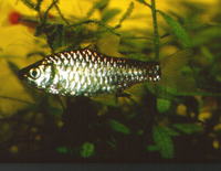 Puntius vittatus, Greenstripe barb: aquarium, bait