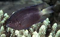 Pomacentrus trilineatus, Threeline damsel: