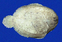 Achirus klunzingeri, Brown sole: fisheries